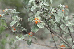 Buddleja marrubiifolia