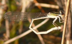 Ischnura hastata