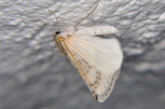 Philtraea mexicana