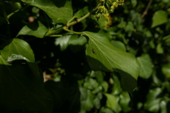 Chamaepsila