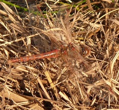 Sympetrum corruptum