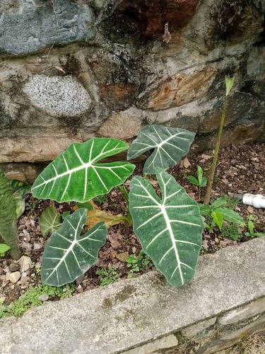 Alocasia micholitziana