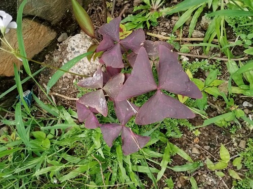 Another photo of Purple Shamrock