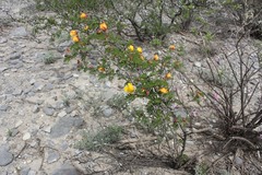 Chamaecrista greggii