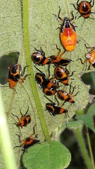 Tynacantha marginata