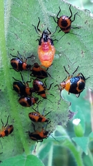 Tynacantha marginata