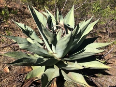Agave durangensis