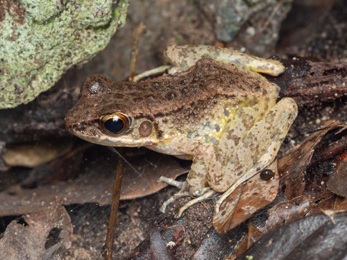 Mount Omoto-dake Frog, Odorrana utsunomiyaorum