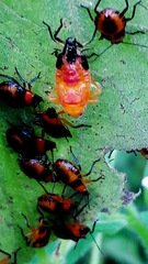 Tynacantha marginata