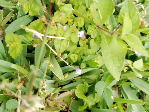 Clinopodium brownei, photograph 6