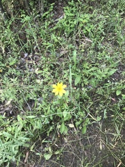 Coreopsis nuecensis
