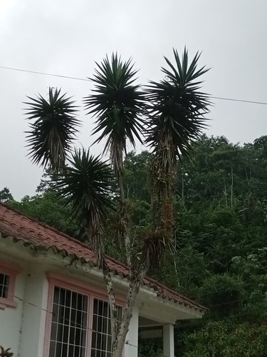 Spineless Yucca