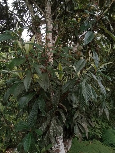 Loquat