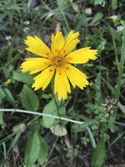 Coreopsis nuecensis