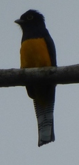 Trogon ramonianus