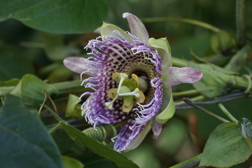 Passiflora ligularis