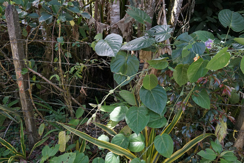 Passiflora ligularis