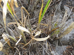 Cyrtopodium macrobulbon