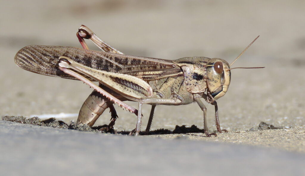 Migratory locust (Locusta migratoria)