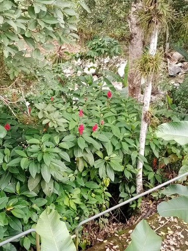 Brazilian red-cloak