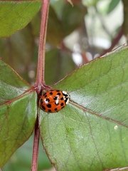 Harmonia axyridis