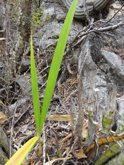 Cyrtopodium macrobulbon
