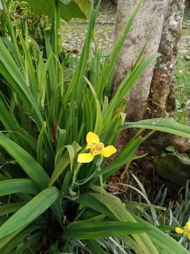 yellow walking iris