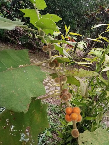 quito-orange