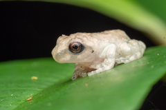 Eiffinger's Treefrog photo 2