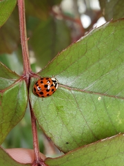 Harmonia axyridis