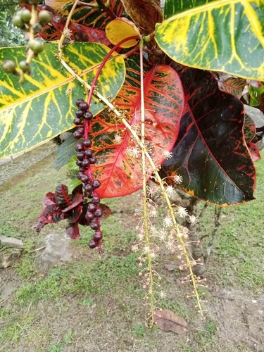 Variegated Croton