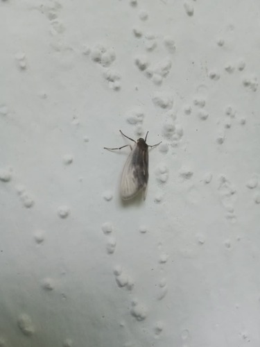 Agylla separata