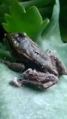Lithobates palmipes