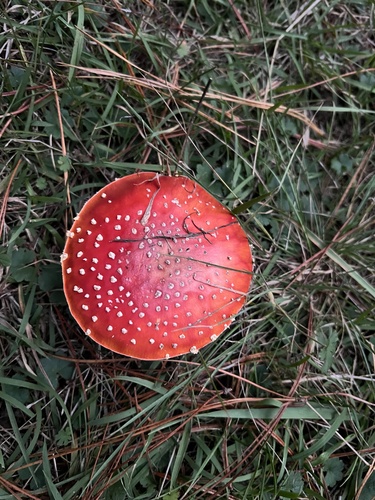 Fly Agaric