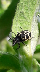 Astylus variegatus