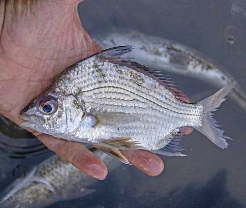 Peruvian mojarra (Diapterus peruvianus) — Gerreidae — 2