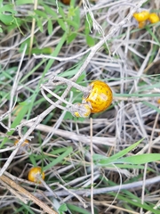 Solanum elaeagnifolium