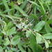 Lobelia concolor 2