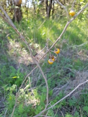 Solanum elaeagnifolium