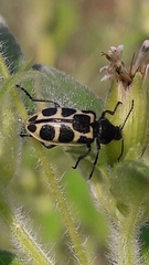 Astylus variegatus