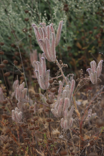 Phacelia hubbyi, photograph 4