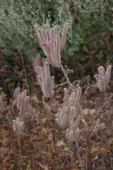 Phacelia hubbyi, photograph (c) Sarah Dillion, some rights reserved (CC BY)