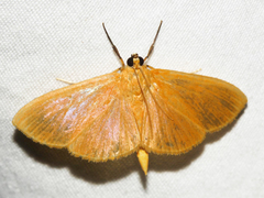 Phaedropsis