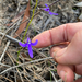 Lobelia dentata