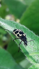Astylus variegatus