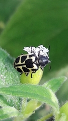 Astylus variegatus