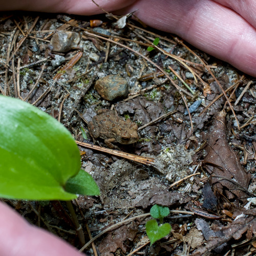 American Toad