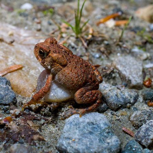 American Toad