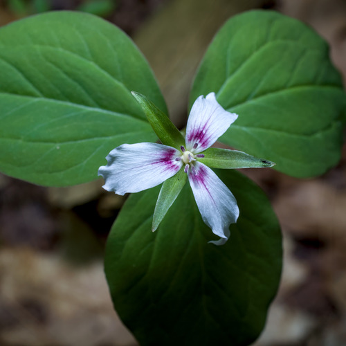 painted trillium