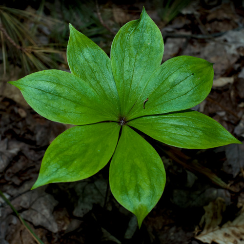 Cucumber Root
